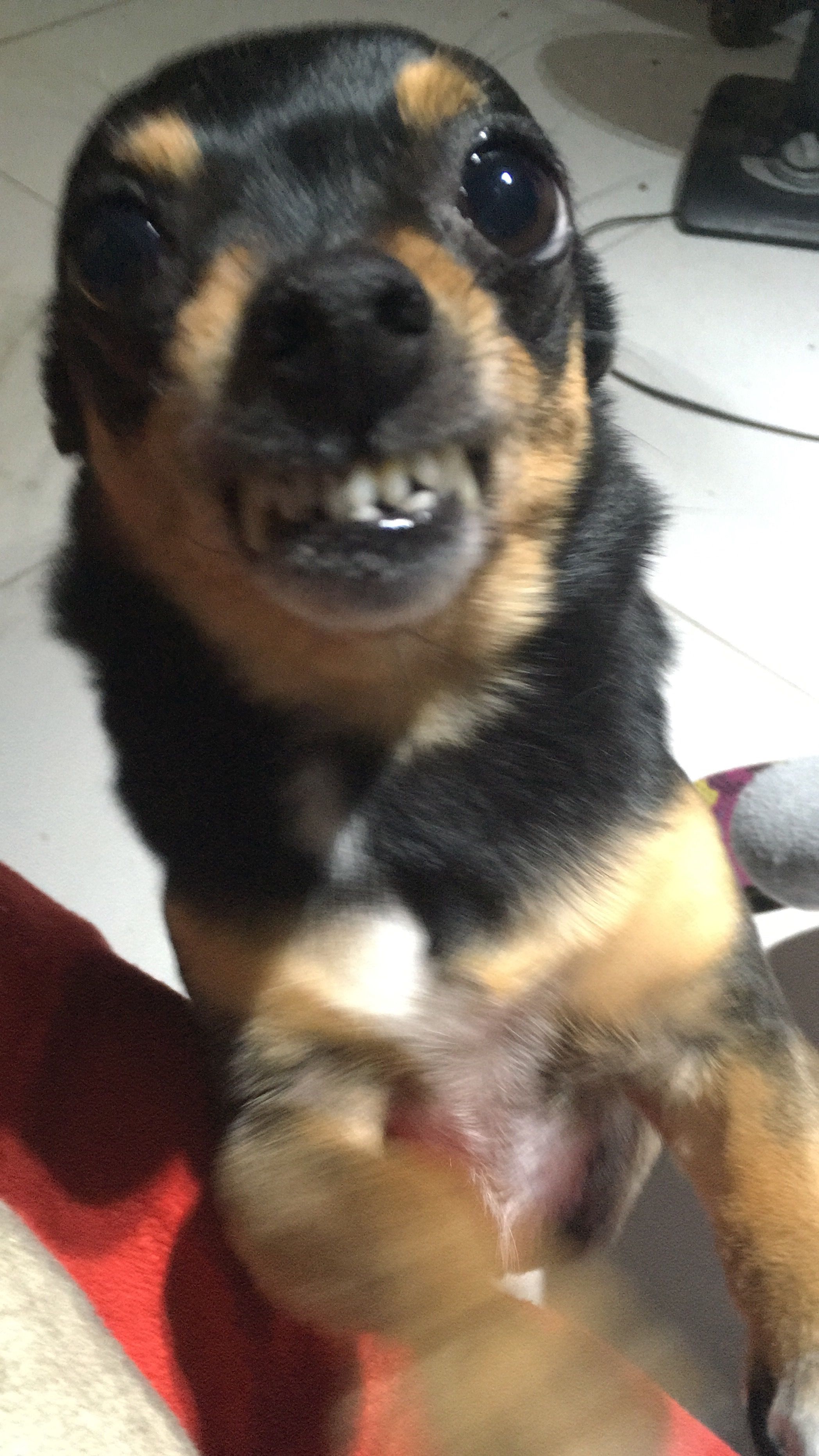 Angery Pincher